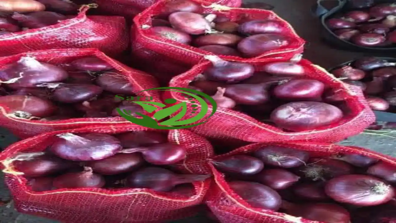  Buy Fresh red onion Egypt Supplier